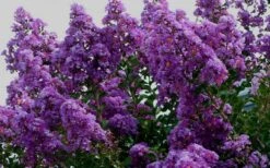 Twilight Purple Crape Myrtle - 6 Pack Of 1 Gallon Pots -Outlet Drip Mingle Store picture crape myrtle twilight 1 4