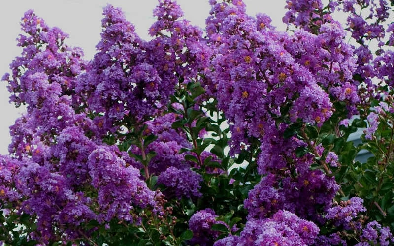 Twilight Purple Crape Myrtle - 3 Gallon Pot 9 Twilight Purple Crape Myrtle - 3 Gallon Pot - Image 7
