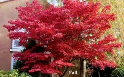 Red 'N Summer Japanese Maple - Acer Palmatum 'Hefner's Red' - 1 Gallon Pot -Outlet Drip Mingle Store picture japanese maple hefners red fall 1