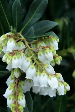 Southern Lady Pieris - 3 Gallon Pot -Outlet Drip Mingle Store pieris japonica southern lady 1