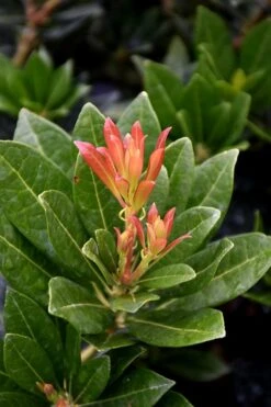 Southern Lady Pieris - 3 Gallon Pot -Outlet Drip Mingle Store pieris japonica southern lady 2