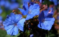 Hardy Blue Plumbago - Ceratostigma Plumbaginoides - 10 Pack Of Pint Pots -Outlet Drip Mingle Store plumbago hardy blue perennial