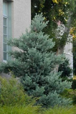 Blue Podocarpus Yew - 7 Gallon Pot -Outlet Drip Mingle Store podocarpus elongatus blue podocarpus 1