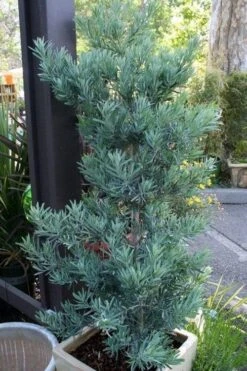 Blue Podocarpus Yew - 3 Gallon Pot -Outlet Drip Mingle Store podocarpus elongatus blue podocarpus 4 1