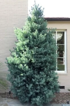 Blue Podocarpus Yew - 3 Gallon Pot -Outlet Drip Mingle Store podocarpus elongatus blue podocarpus 5 1