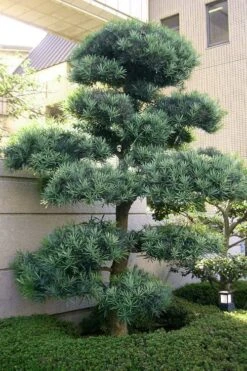 Blue Podocarpus Yew - 3 Gallon Pot -Outlet Drip Mingle Store podocarpus elongatus blue podocarpus 6 1