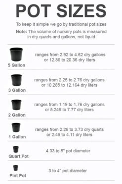 Phenomenal Lavender - 10" Patio Pot 9 Phenomenal Lavender - 10" Patio Pot -Outlet Drip Mingle Store pot size chart 2022 495