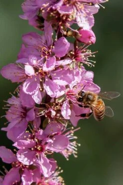 Pink Flowering Afghan Bush Cherry (Prunus Jacquemontii) - 3 Gallon Pot -Outlet Drip Mingle Store prunus jaquemonti afghan bush cherry 1