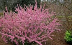 Pink Flowering Afghan Bush Cherry (Prunus Jacquemontii) - 3 Gallon Pot -Outlet Drip Mingle Store prunus jaquemonti afghan bush cherry 6