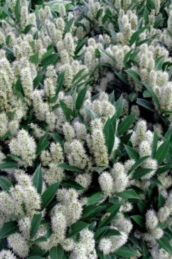 Otto Luyken English Laurel (Prunus Laurocersasus) - 1 Gallon Pot -Outlet Drip Mingle Store prunus laurocerasus otto luyken laurel 1