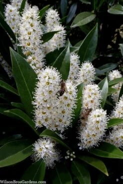 Otto Luyken English Laurel (Prunus Laurocersasus) - 1 Gallon Pot -Outlet Drip Mingle Store prunus laurocerasus otto luyken laurel 3