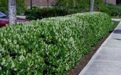 Otto Luyken English Laurel (Prunus Laurocersasus) - 1 Gallon Pot -Outlet Drip Mingle Store prunus laurocerasus otto luyken laurel 4