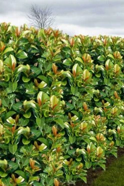 Volcano English Cherry Laurel (Prunus Laurocersasus) - 1 Gallon Pot -Outlet Drip Mingle Store prunus laurocerasus volcano english cherry laurel 3