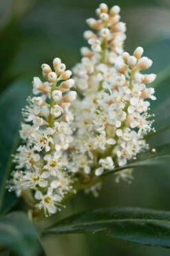 Volcano English Cherry Laurel (Prunus Laurocersasus) - 1 Gallon Pot -Outlet Drip Mingle Store prunus laurocerasus volcano english cherry laurel 4