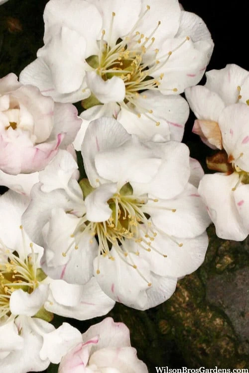 Fragrant Snow Japanese Flowering Apricot (Prunus Mume) - 3 Gallon Pot 5 Fragrant Snow Japanese Flowering Apricot (Prunus Mume) - 3 Gallon Pot - Image 3