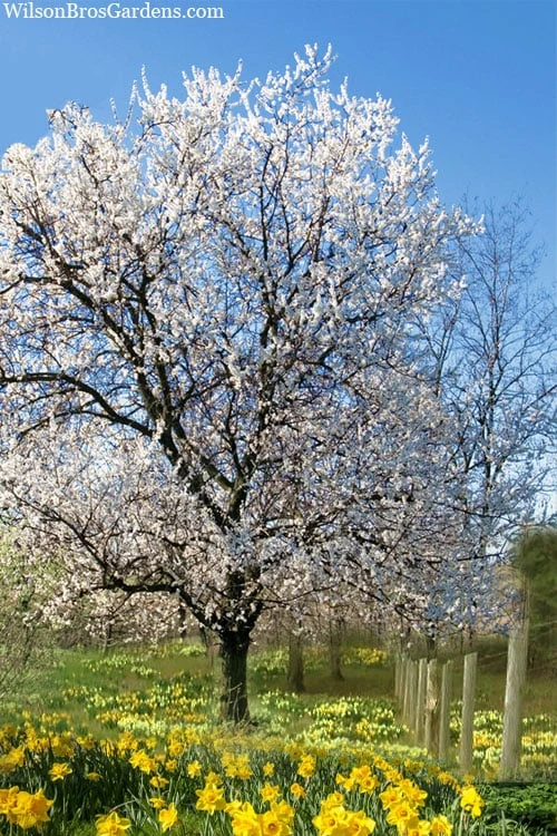 Fragrant Snow Japanese Flowering Apricot (Prunus Mume) - 3 Gallon Pot 6 Fragrant Snow Japanese Flowering Apricot (Prunus Mume) - 3 Gallon Pot - Image 4