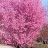 Okame Pink Flowering Cherry Tree - 5 Gallon Pot 1 Okame Pink Flowering Cherry Tree - 5 Gallon Pot -Outlet Drip Mingle Store prunus okame flowering cherry 10