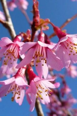 Okame Pink Flowering Cherry Tree - 5 Gallon Pot -Outlet Drip Mingle Store prunus okame flowering cherry 4
