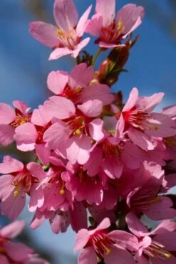 Okame Pink Flowering Cherry Tree - 5 Gallon Pot -Outlet Drip Mingle Store prunus okame flowering cherry 6