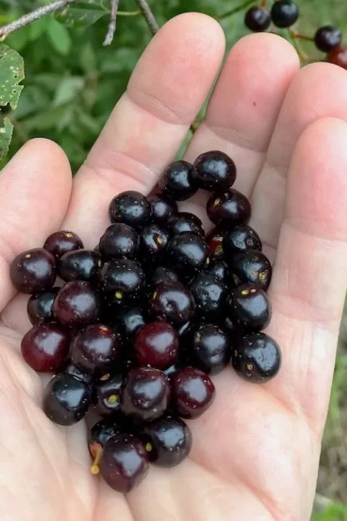 Wild Black Cherry Tree - 1 Gallon Pot 3 Wild Black Cherry Tree - 1 Gallon Pot