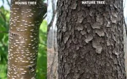 Wild Black Cherry Tree - 1 Gallon Pot 21 Wild Black Cherry Tree - 1 Gallon Pot -Outlet Drip Mingle Store prunus serotina wild black cherry tree 10