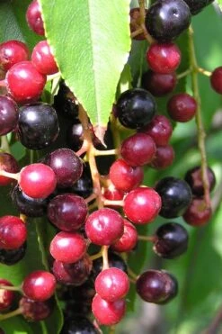 Wild Black Cherry Tree - 1 Gallon Pot 16 Wild Black Cherry Tree - 1 Gallon Pot -Outlet Drip Mingle Store prunus serotina wild black cherry tree 4