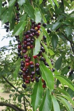 Wild Black Cherry Tree - 1 Gallon Pot 18 Wild Black Cherry Tree - 1 Gallon Pot -Outlet Drip Mingle Store prunus serotina wild black cherry tree 5