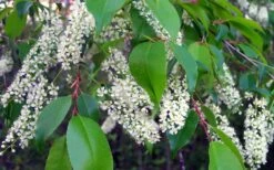 Wild Black Cherry Tree - 1 Gallon Pot 19 Wild Black Cherry Tree - 1 Gallon Pot -Outlet Drip Mingle Store prunus serotina wild black cherry tree 8