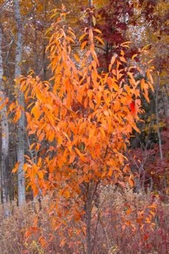 Wild Black Cherry Tree - 1 Gallon Pot 20 Wild Black Cherry Tree - 1 Gallon Pot -Outlet Drip Mingle Store prunus serotina wild black cherry tree 9