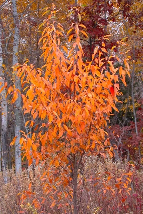 Wild Black Cherry Tree - 1 Gallon Pot 11 Wild Black Cherry Tree - 1 Gallon Pot - Image 9