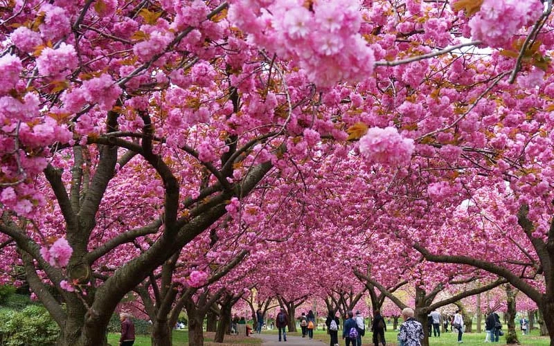 Kwanzan Pink Double Flowering Cherry Tree - 3 Gallon Pot 9 Kwanzan Pink Double Flowering Cherry Tree - 3 Gallon Pot - Image 7