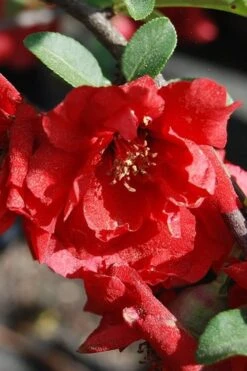 Iwai Nishiki Red Flowering Quince - 1 Gallon Pot 9 Iwai Nishiki Red Flowering Quince - 1 Gallon Pot -Outlet Drip Mingle Store quince iwai nishiki
