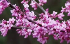 Eastern Redbud - 3 Gallon Pot -Outlet Drip Mingle Store redbud Eastern Tree Flowers