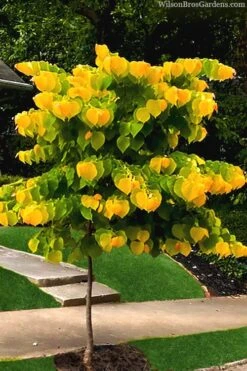 The Rising Sun Redbud Tree - 7 Gallon Pot (3-4') -Outlet Drip Mingle Store redbud rising sun 52 2