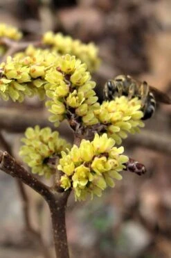 Fragrant Sumac (Rhus Aromatica) - 3 Gallon Pot -Outlet Drip Mingle Store rhus aromatica fragrant sumac 2