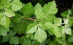 Fragrant Sumac (Rhus Aromatica) - 3 Gallon Pot -Outlet Drip Mingle Store rhus aromatica fragrant sumac 5