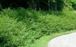 Fragrant Sumac (Rhus Aromatica) - 3 Gallon Pot -Outlet Drip Mingle Store rhus aromatica fragrant sumac 7