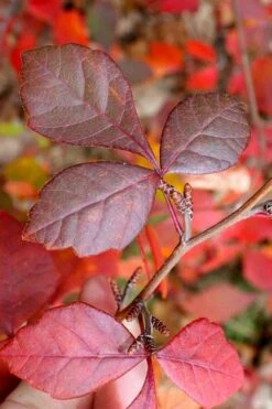Fragrant Sumac (Rhus Aromatica) - 3 Gallon Pot -Outlet Drip Mingle Store rhus aromatica fragrant sumac 8