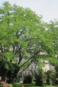 Black Locust Tree - 3 Gallon Pot -Outlet Drip Mingle Store robinia pseudoacacia black locust tree 10