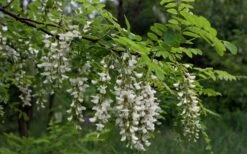Black Locust Tree - 3 Gallon Pot -Outlet Drip Mingle Store robinia pseudoacacia black locust tree 15