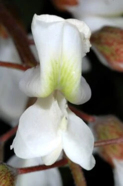 Black Locust Tree - 3 Gallon Pot -Outlet Drip Mingle Store robinia pseudoacacia black locust tree 2