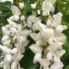 Black Locust Tree - 3 Gallon Pot 1 Black Locust Tree - 3 Gallon Pot -Outlet Drip Mingle Store robinia pseudoacacia black locust tree 3