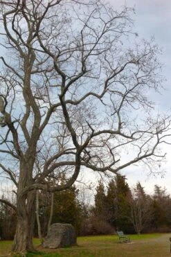 Black Locust Tree - 3 Gallon Pot -Outlet Drip Mingle Store robinia pseudoacacia black locust tree 4