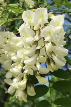 Black Locust Tree - 3 Gallon Pot -Outlet Drip Mingle Store robinia pseudoacacia black locust tree 6