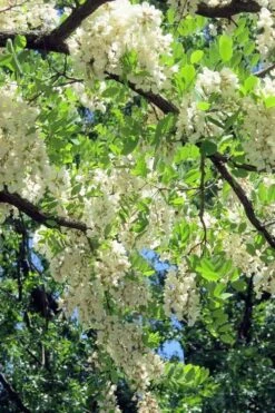 Black Locust Tree - 3 Gallon Pot -Outlet Drip Mingle Store robinia pseudoacacia black locust tree 7