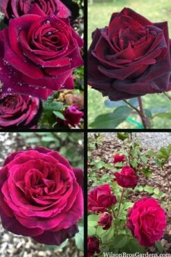 Crimson Knight Brindabella Rose - 2 Gallon Pot 11 Crimson Knight Brindabella Rose - 2 Gallon Pot -Outlet Drip Mingle Store rosa crimson knight brindabella rose 2