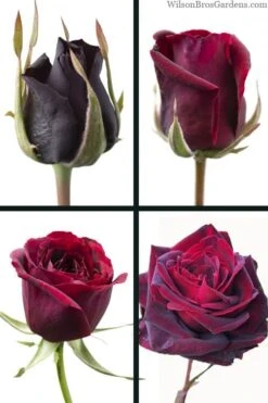 Crimson Knight Brindabella Rose - 2 Gallon Pot 10 Crimson Knight Brindabella Rose - 2 Gallon Pot -Outlet Drip Mingle Store rosa crimson knight brindabella rose 3