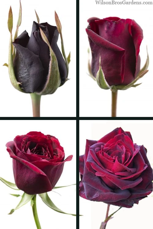 Crimson Knight Brindabella Rose - 2 Gallon Pot 6 Crimson Knight Brindabella Rose - 2 Gallon Pot - Image 4