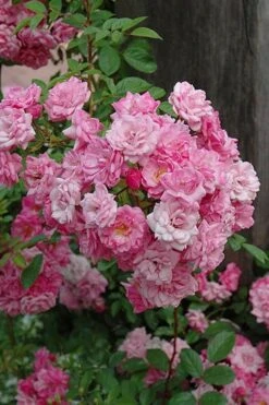 Peggy Martin Climbing Rose - 7 Gallon Pot 20 Peggy Martin Climbing Rose - 7 Gallon Pot -Outlet Drip Mingle Store rosa peggy martin climbing rose 1