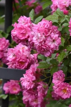 Peggy Martin Climbing Rose - 7 Gallon Pot 17 Peggy Martin Climbing Rose - 7 Gallon Pot -Outlet Drip Mingle Store rosa peggy martin climbing rose 10